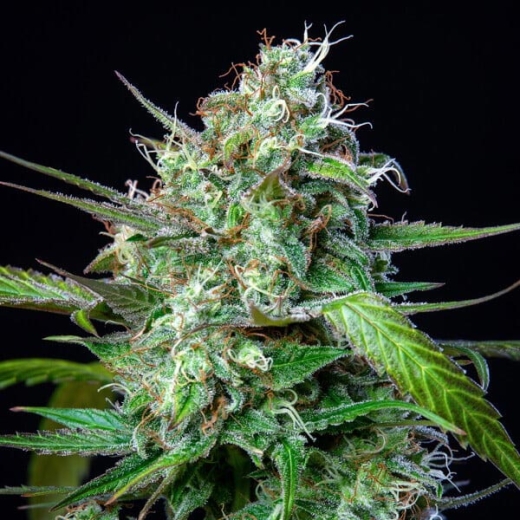 Strawberry Cough Photo (Photoperiodic Sativa)